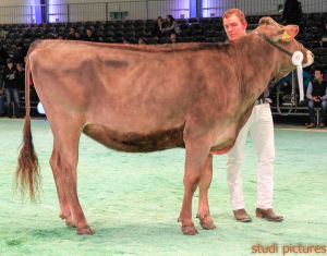Swiss Expo Brown Swiss-92